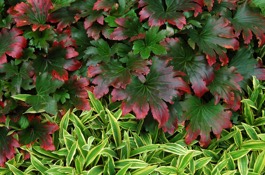 Fall Foliage