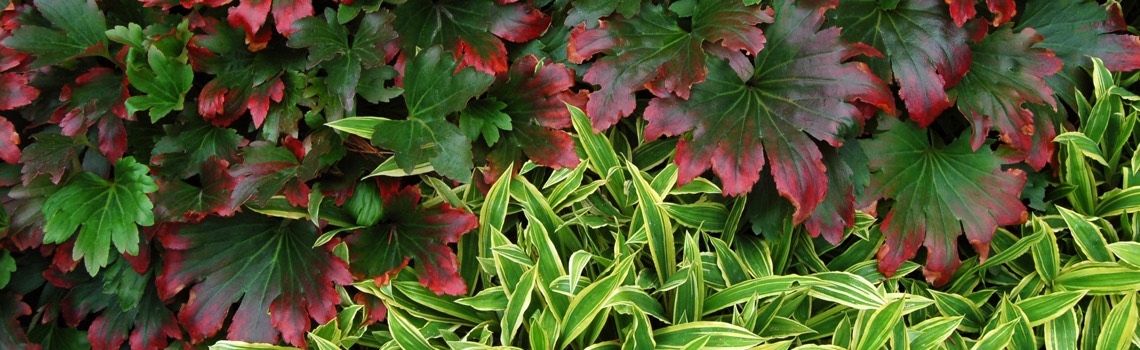 Planting Combinations