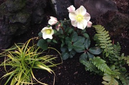 Frost Proof Planting