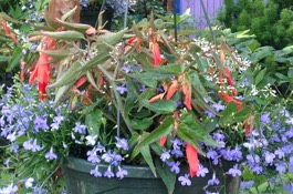 Low Maintenance Container
