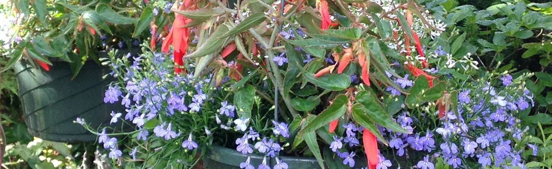 Planting Combinations