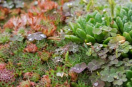 Low Maintenance Plantings