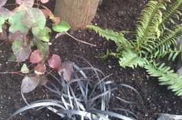 Under Planting a Tree
