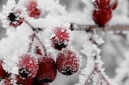 Winter Interest