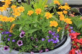 Container Gardening