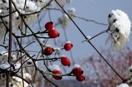 Bulbs