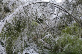 Winter Damage