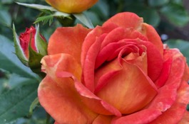 Rose Care