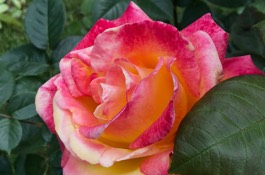 Rose Classifications
