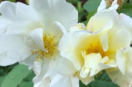 Rose Disease Control