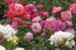 Rose Planting