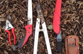 Rose Pruning