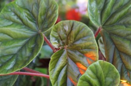 Shade Planting