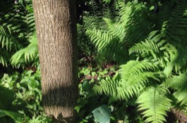 Shade Planting