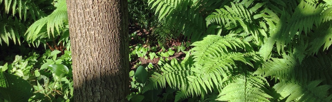 Shade Plants