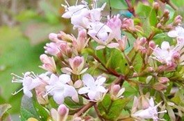 Abelia