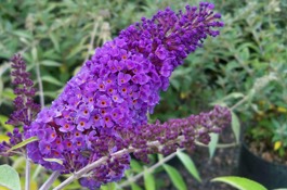 Buddleia