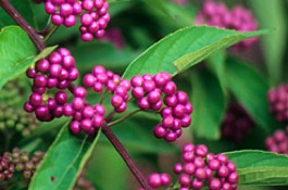 Callicarpa