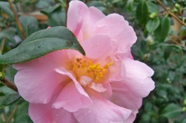 Camellia