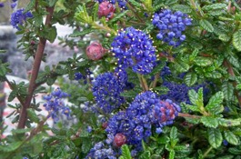 Ceanothus