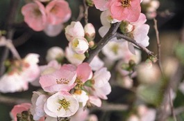 Chaenomeles