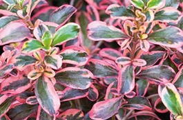 Perennials