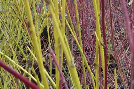 Cornus