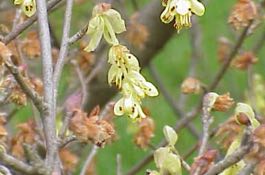 corylopsis