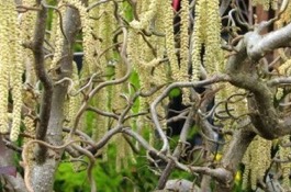 Corylus