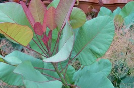 Cotinus