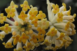 Edgeworthia