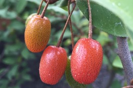 Elaeagnus