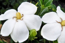 Gardenia