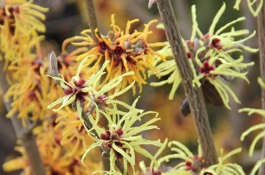 Hamamelis