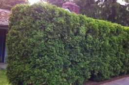 Hedges
