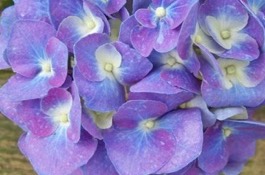 Hydrangea