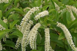 Itea