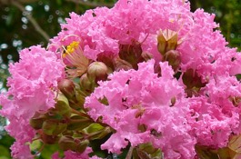Lagerstroemia
