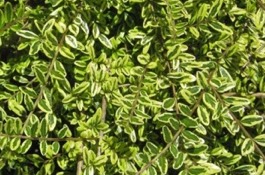 Lonicera