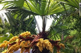 Palms
