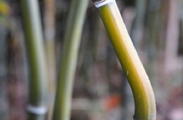 Bamboo