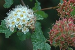 Physocarpus
