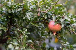 Punica
