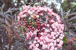 Sambucus