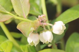 Vaccinium