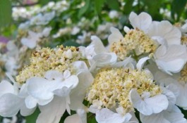 Viburnum