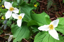 april Gardening