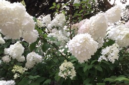 august Gardening
