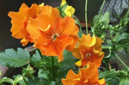 february Gardening