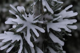 january Gardening